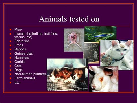 is comfort tested on animals.